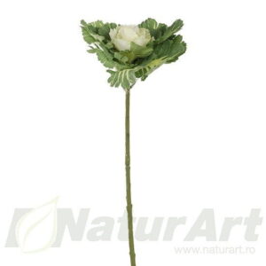 Brassica Fir Floare Varza 11Cmd Tija 30Cm Verde Alb