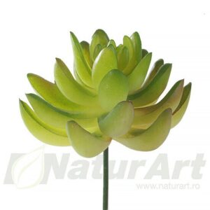 Planta Suculenta 7X10Cm Verde Na54902